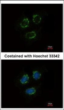 TTLL10 Antibody in Immunocytochemistry (ICC/IF)