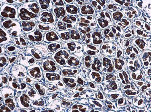 WDR24 Antibody in Immunohistochemistry (Paraffin) (IHC (P))