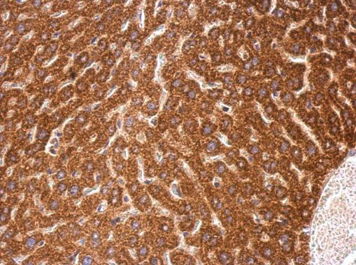 C4orf14 Antibody in Immunohistochemistry (Paraffin) (IHC (P))