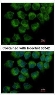 DYNC1LI1 Antibody in Immunocytochemistry (ICC/IF)