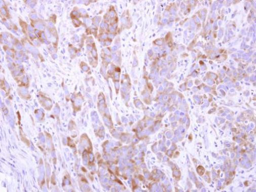 CGN Antibody in Immunohistochemistry (Paraffin) (IHC (P))
