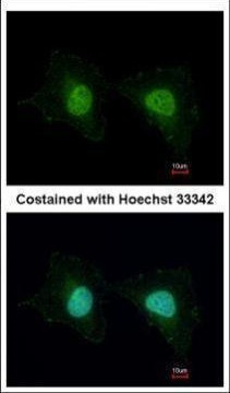 UNKL Antibody in Immunocytochemistry (ICC/IF)