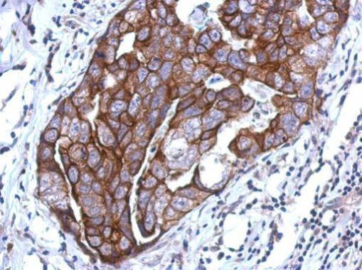 WDR65 Antibody in Immunohistochemistry (Paraffin) (IHC (P))