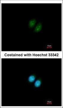 RRP12 Antibody in Immunocytochemistry (ICC/IF)