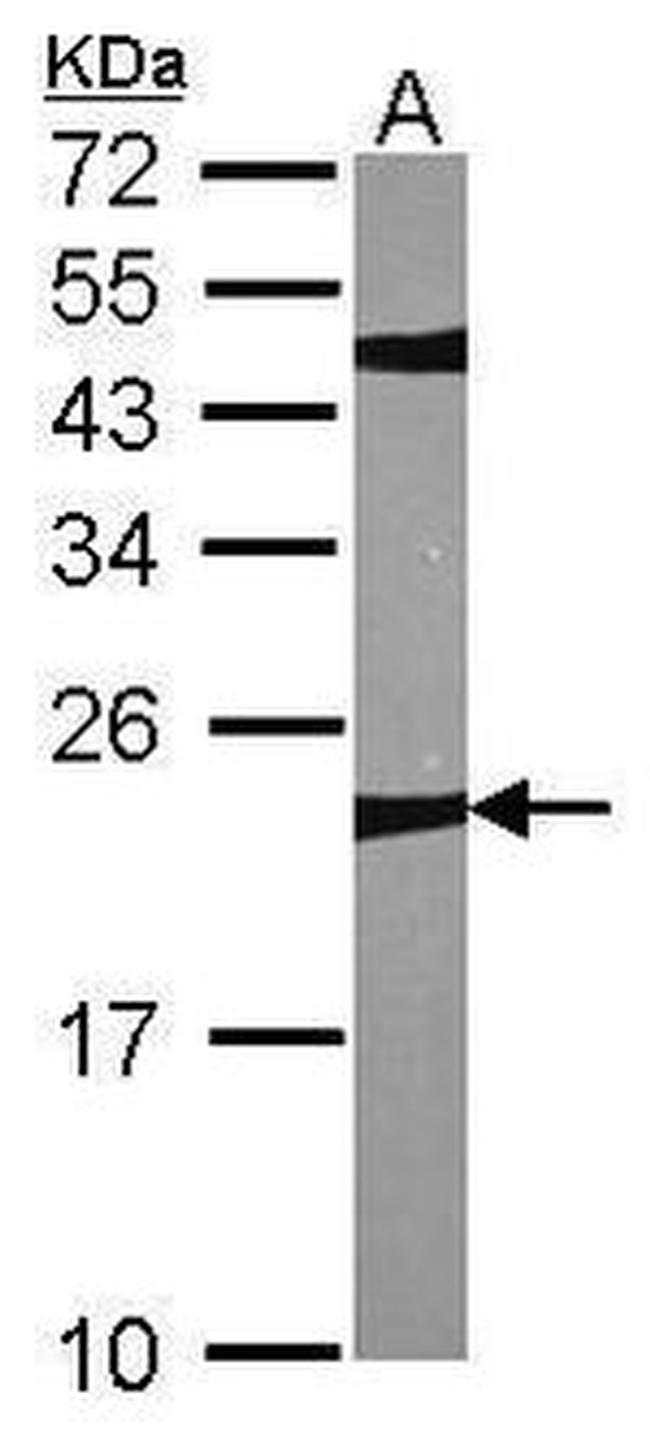 OVOL2 Antibody in Western Blot (WB)