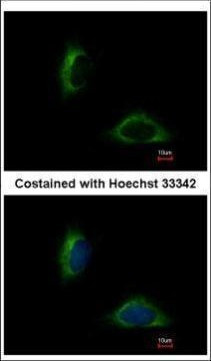 FAM171A1 Antibody in Immunocytochemistry (ICC/IF)