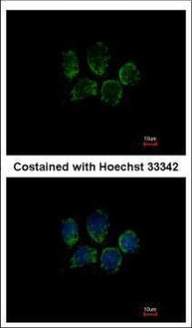 TPGS2 Antibody in Immunocytochemistry (ICC/IF)