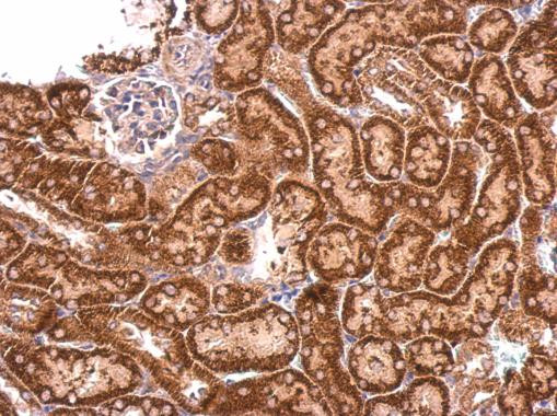 C9orf114 Antibody in Immunohistochemistry (Paraffin) (IHC (P))