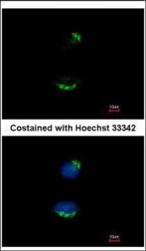 UBAC1 Antibody in Immunocytochemistry (ICC/IF)