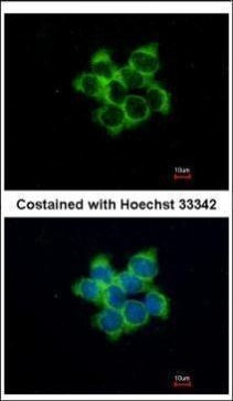 FUZ Antibody in Immunocytochemistry (ICC/IF)