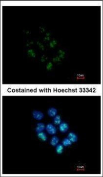 WDR12 Antibody in Immunocytochemistry (ICC/IF)