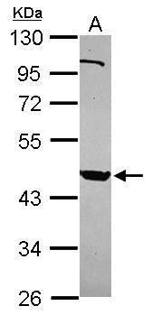 PSG9 Antibody in Western Blot (WB)