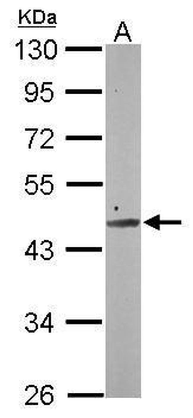 SMCR7 Antibody in Western Blot (WB)
