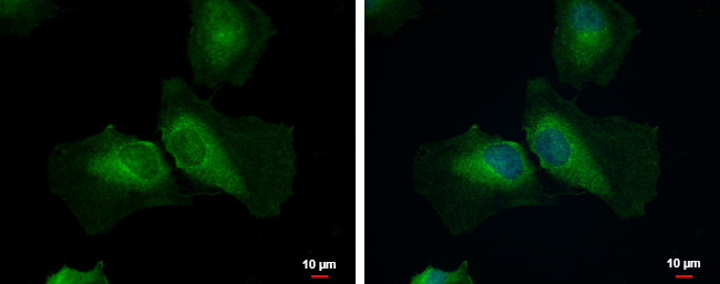 STAMBPL1 Antibody in Immunocytochemistry (ICC/IF)