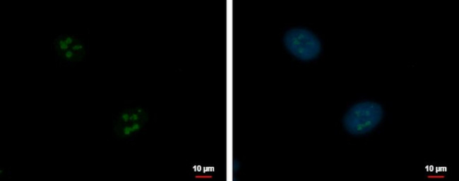 ZNF639 Antibody in Immunocytochemistry (ICC/IF)