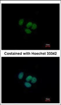 GRHL1 Antibody in Immunocytochemistry (ICC/IF)