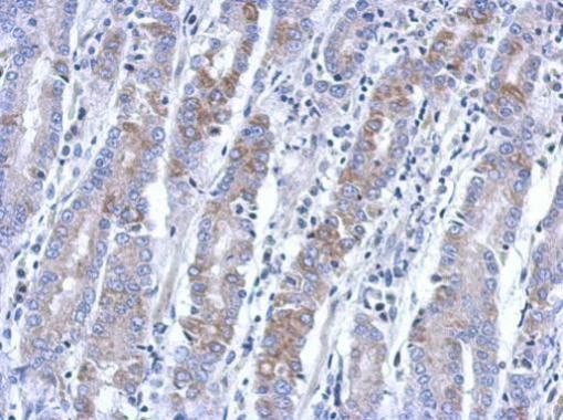 BEND2 Antibody in Immunohistochemistry (Paraffin) (IHC (P))