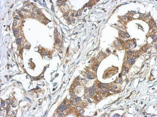 GPRASP2 Antibody in Immunohistochemistry (Paraffin) (IHC (P))