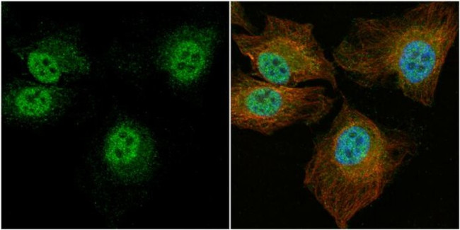 CCDC14 Antibody in Immunocytochemistry (ICC/IF)