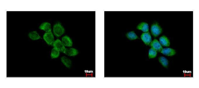 FAM120A Antibody in Immunocytochemistry (ICC/IF)