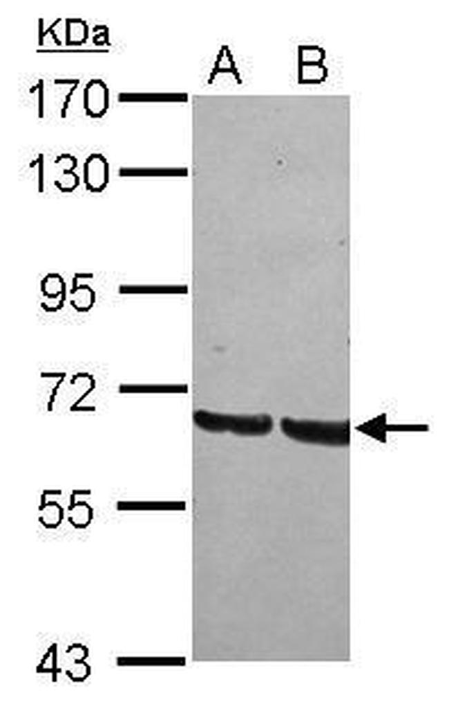 GRHL1 Antibody in Western Blot (WB)