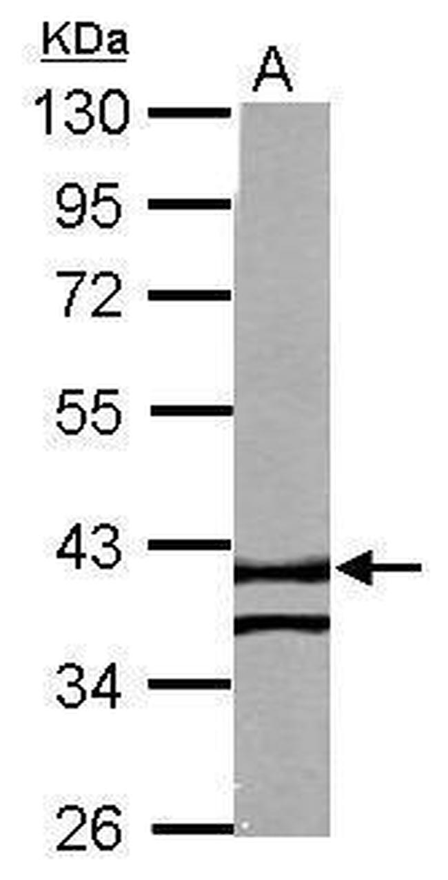 RTN4IP1 Antibody in Western Blot (WB)