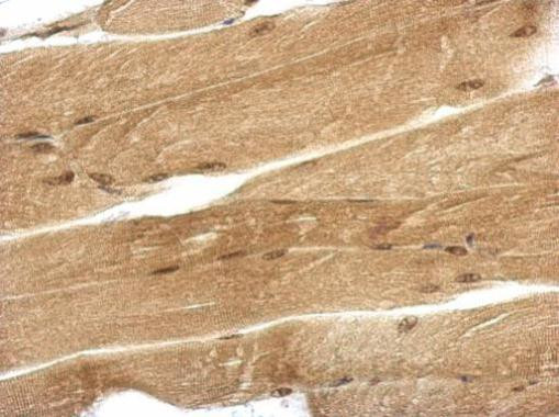 Ubiquilin 4 Antibody in Immunohistochemistry (Paraffin) (IHC (P))