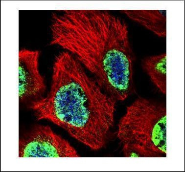 H3K27me3 Antibody in Immunocytochemistry (ICC/IF)