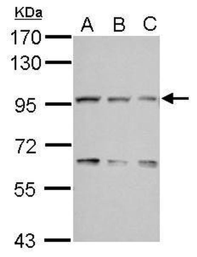 COG3 Antibody in Western Blot (WB)