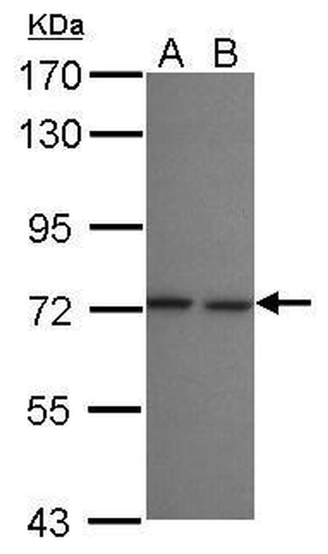 LZTR2 Antibody in Western Blot (WB)