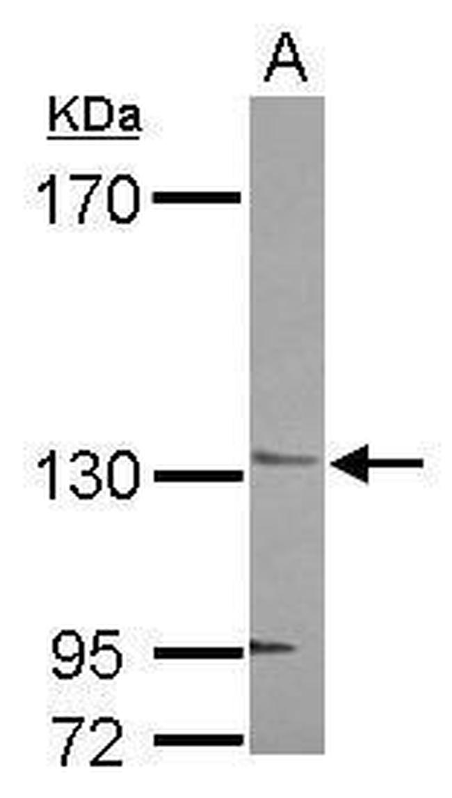 Jouberin Antibody in Western Blot (WB)