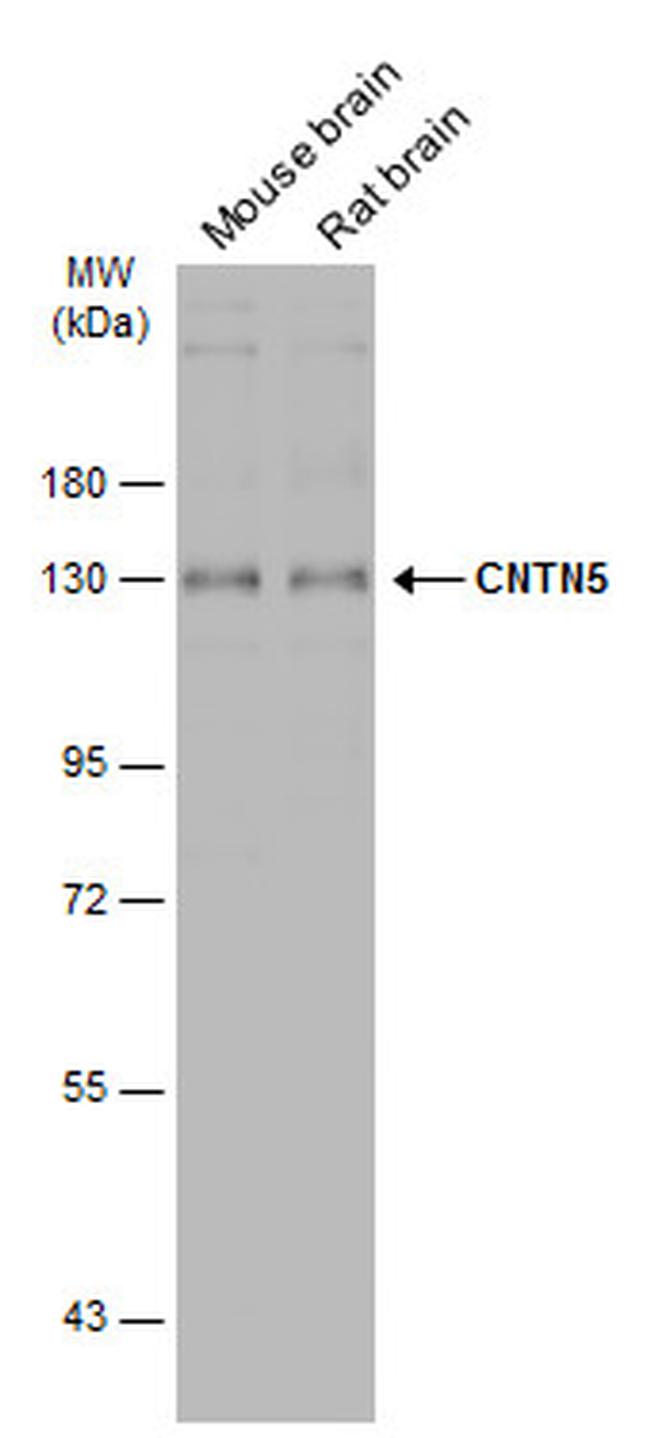 Contactin 5 Antibody in Western Blot (WB)