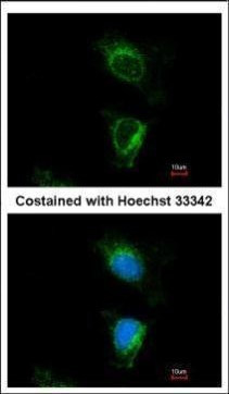 DUS2L Antibody in Immunocytochemistry (ICC/IF)