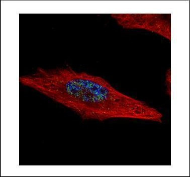 HEXIM2 Antibody in Immunocytochemistry (ICC/IF)