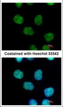 MIER3 Antibody in Immunocytochemistry (ICC/IF)