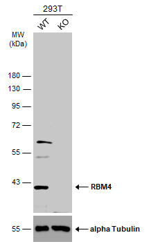 RBM4 Antibody in Western Blot (WB)