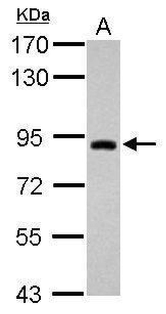 TRIM42 Antibody in Western Blot (WB)