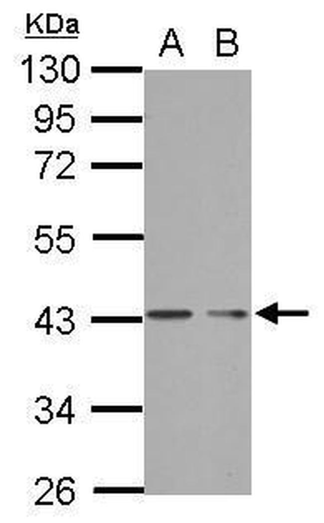 PHF7 Antibody in Western Blot (WB)