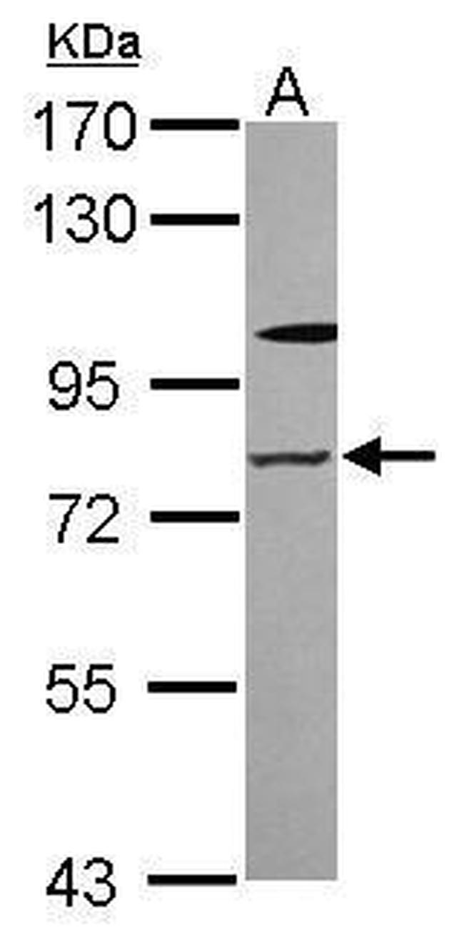 ZNF287 Antibody in Western Blot (WB)