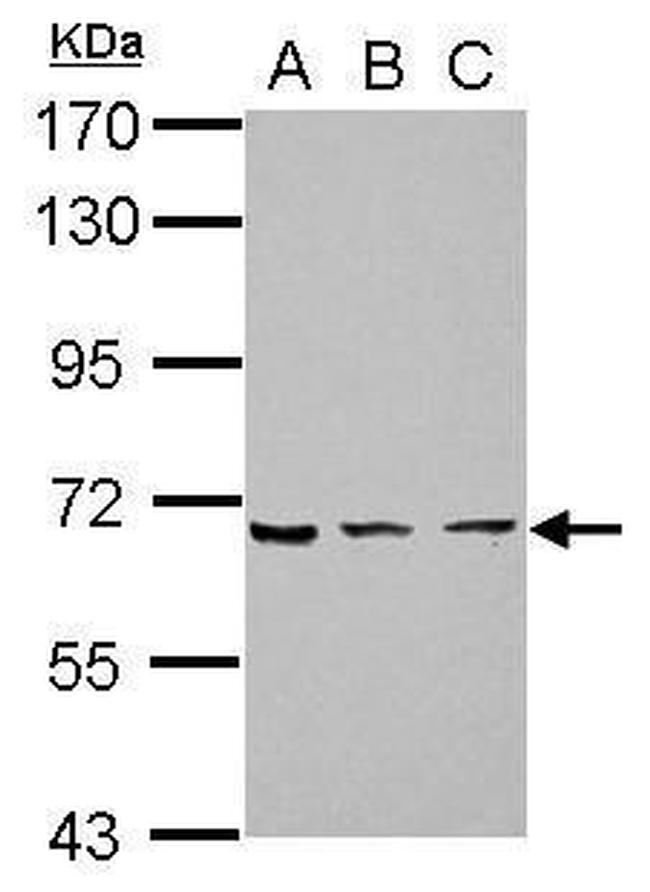 ZNF416 Antibody in Western Blot (WB)