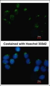 Embigin Antibody in Immunocytochemistry (ICC/IF)