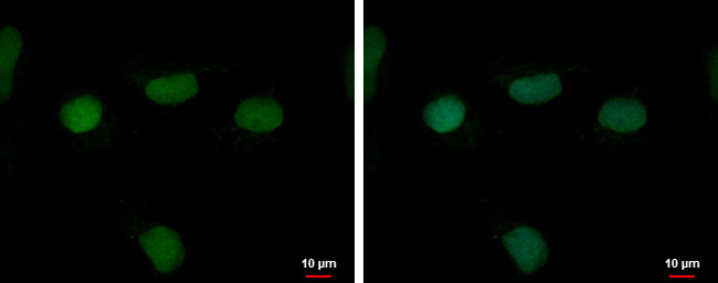 RFPL4B Antibody in Immunocytochemistry (ICC/IF)