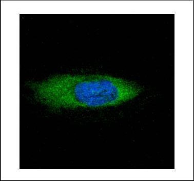 STCH Antibody in Immunocytochemistry (ICC/IF)