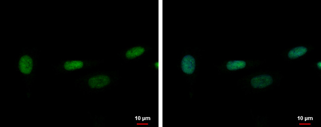 ZNF419 Antibody in Immunocytochemistry (ICC/IF)