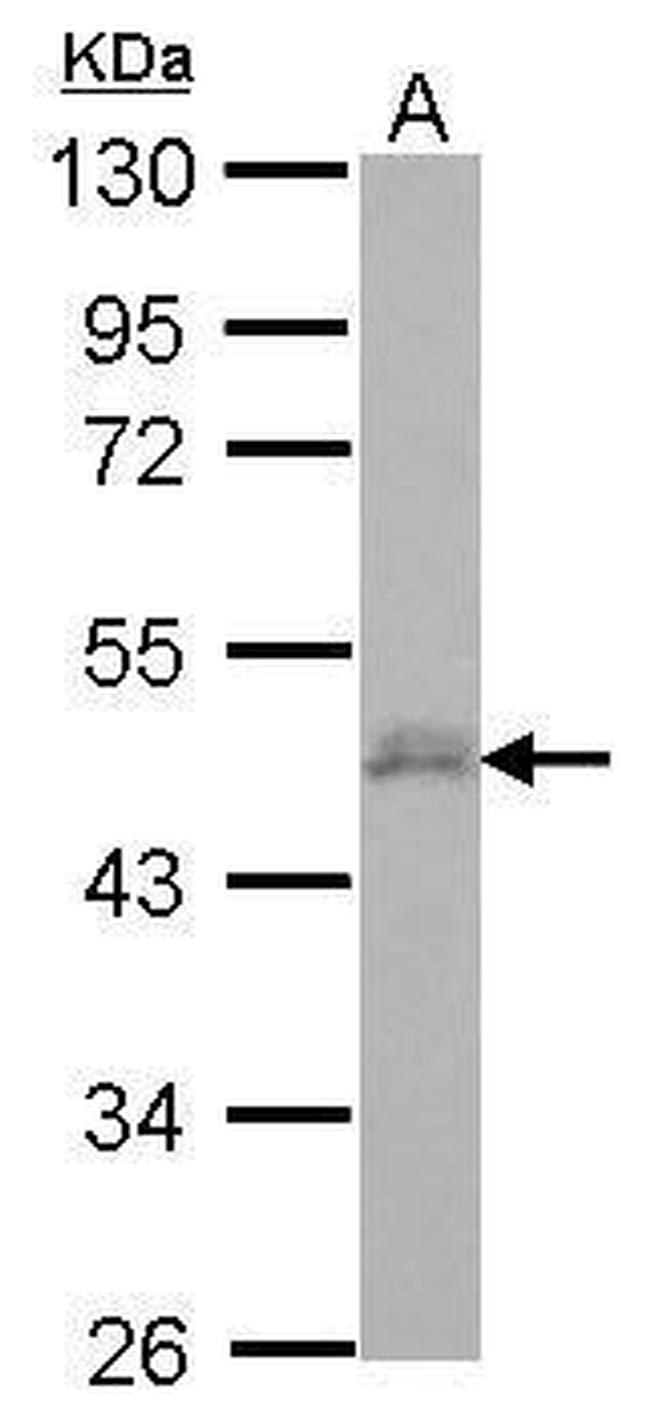 DPF3 Antibody in Western Blot (WB)