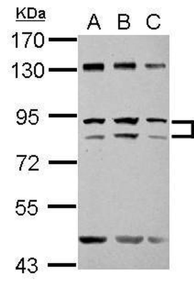 ZFY Antibody in Western Blot (WB)