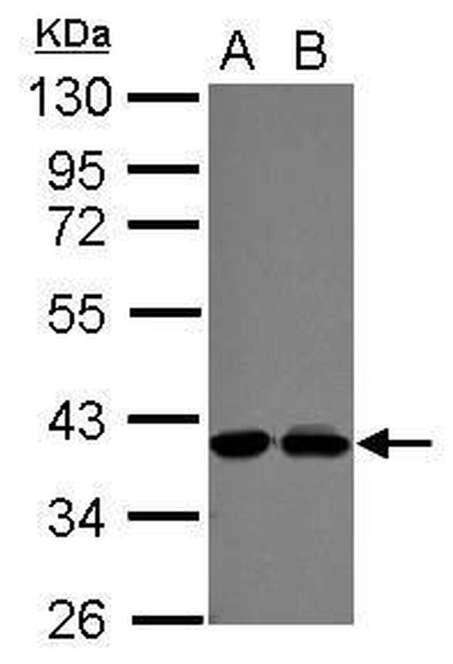 POLDIP3 Antibody in Western Blot (WB)