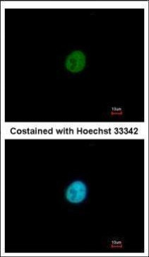 SNAI3 Antibody in Immunocytochemistry (ICC/IF)