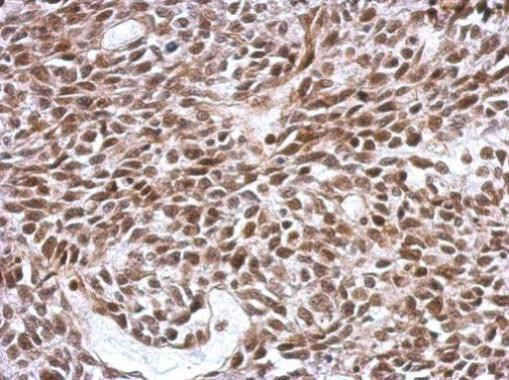 SCML4 Antibody in Immunohistochemistry (Paraffin) (IHC (P))