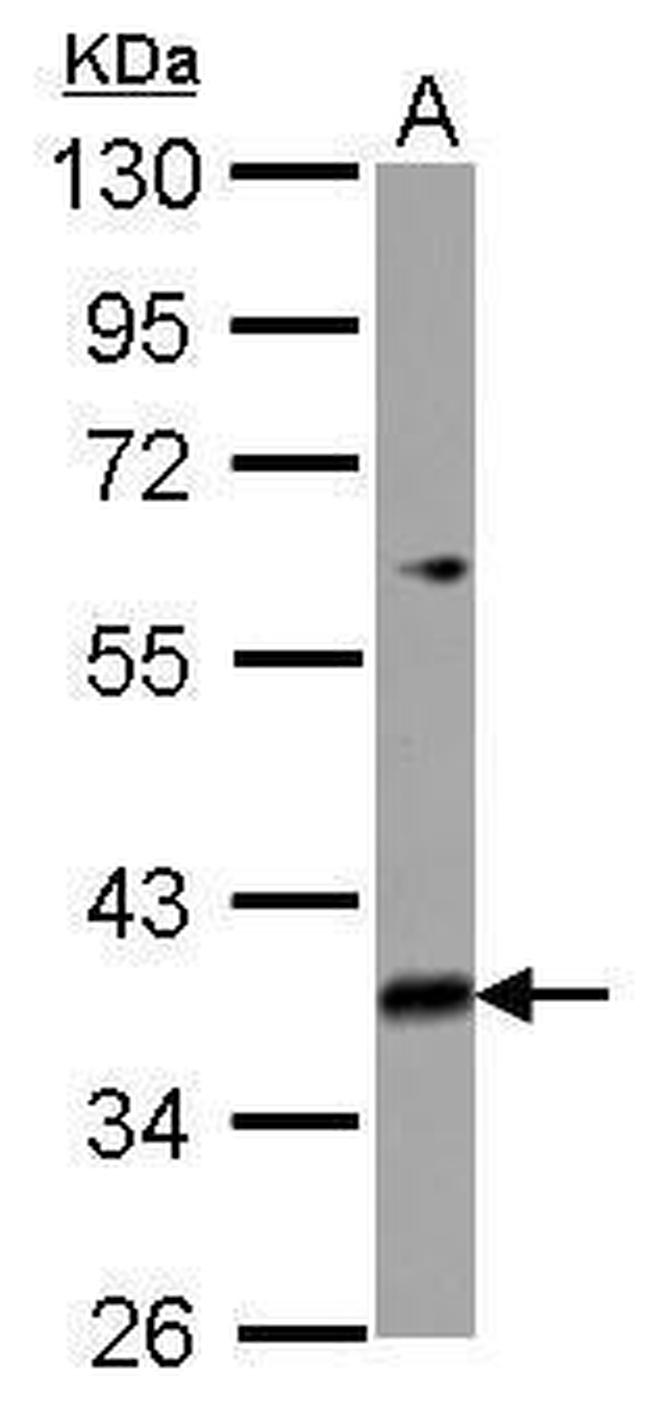 MRPL39 Antibody in Western Blot (WB)